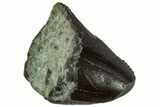 Serrated Carnosaurian Dinosaur (Allosaurus) Tooth Tip - Colorado #261694-1